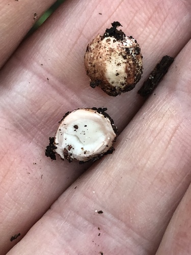 Geastrum morganii (Photo 2 of 4)