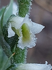 Spiranthes spiralis image