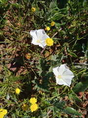 Convolvulus capensis