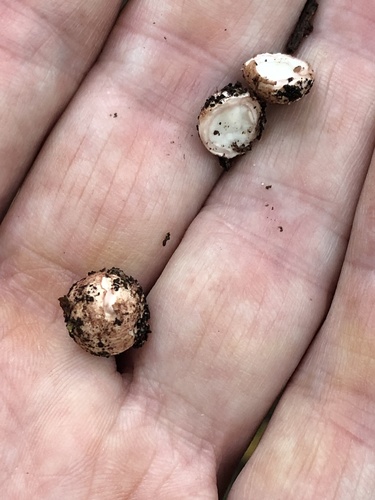 Geastrum morganii (Photo 3 of 4)
