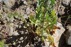 Rafinesquia californica