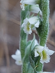 Spiranthes spiralis image