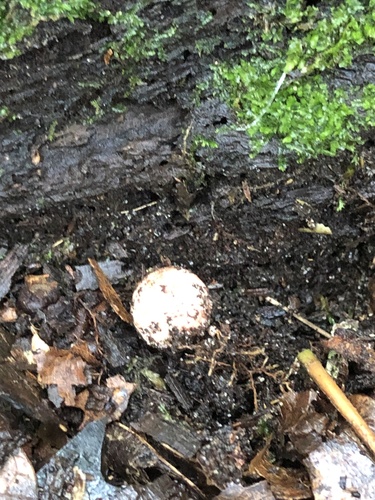 Geastrum morganii (Photo 4 of 4)