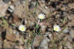 Rafinesquia californica