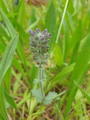Salvia verbenaca