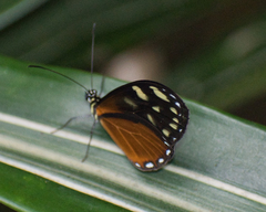 Pteronymia picta notilla