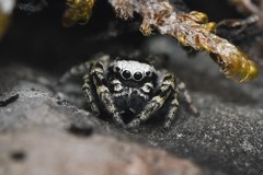 Dendryphantes nigromaculatus