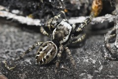 Dendryphantes nigromaculatus