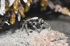 Dendryphantes nigromaculatus