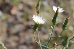 Rafinesquia californica
