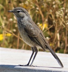 Cercotrichas coryphoeus coryphoeus
