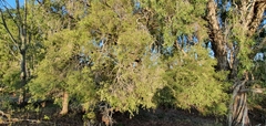 Melaleuca bracteata