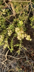 Melaleuca bracteata