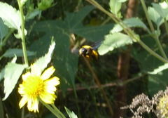 Verbesina encelioides