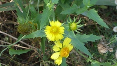 Verbesina encelioides