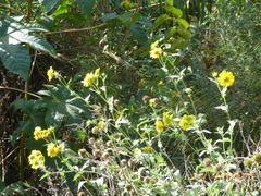 Verbesina encelioides