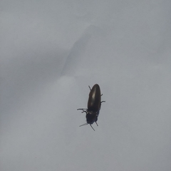 Pyrophorus noctilucus