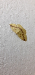 Lepidoptera