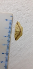 Lepidoptera