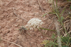 Daucus carota gummifer