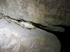 Polypedates megacephalus