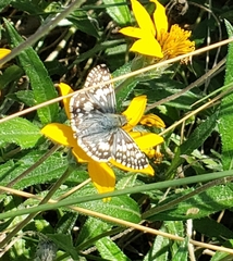 Burnsius communis