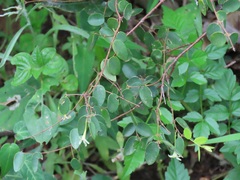 Synaptolepis oliveriana