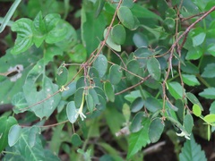 Synaptolepis oliveriana