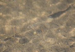 Fundulus diaphanus menona