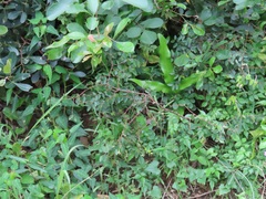 Synaptolepis oliveriana
