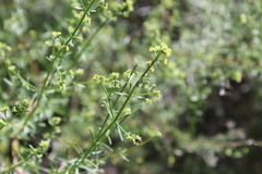 Galium angustifolium