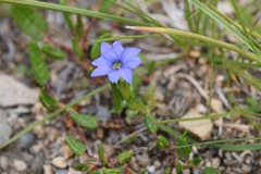 Gentiana prostrata