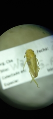Cicadellidae