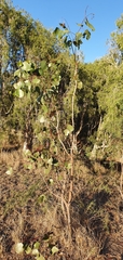 Eucalyptus populnea
