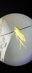 Cicadellidae