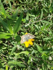 Burnsius communis