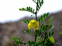 Bulnesia schickendantzii