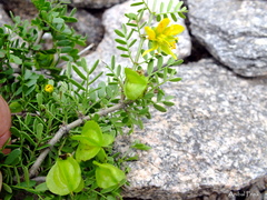 Bulnesia schickendantzii