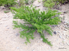 Bulnesia schickendantzii