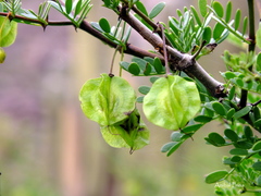 Bulnesia schickendantzii