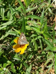 Burnsius communis