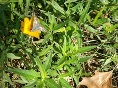 Burnsius communis