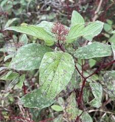 Sphaerulina cornicola