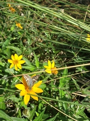 Burnsius communis