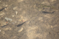 Fundulus diaphanus menona