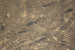 Fundulus diaphanus menona