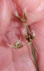 Bulbostylis contexta