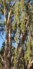 Melaleuca fluviatilis