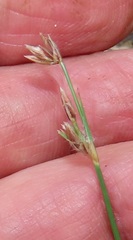 Bulbostylis contexta