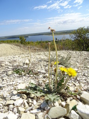 Taraxacum serotinum